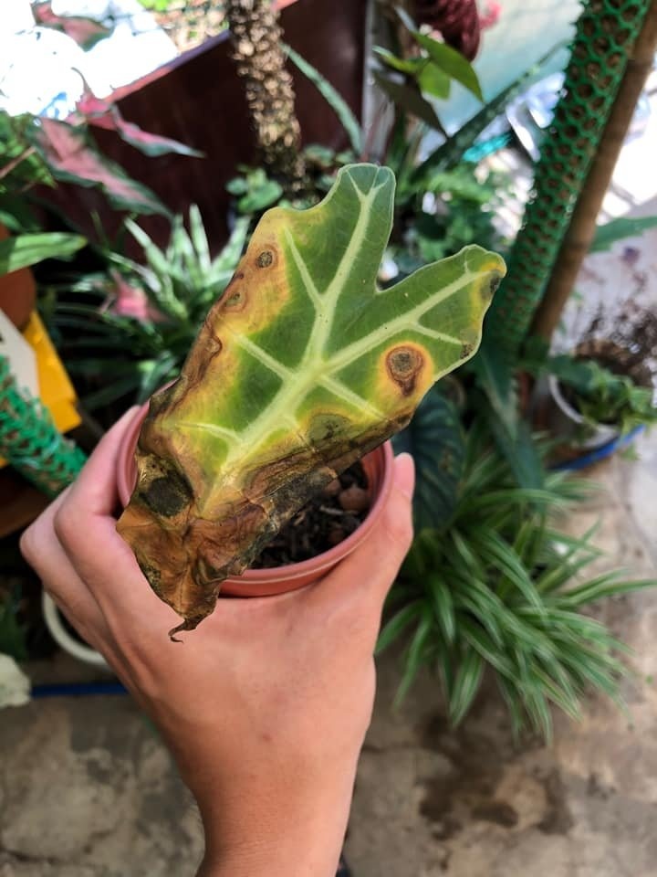 alocasia,  cách chăm sóc alocasia,  phòng và trị bệnh cho alocasia ảnh 10 alocasia,  cach cham soc alocasia,  phong va tri benh cho alocasia anh 10