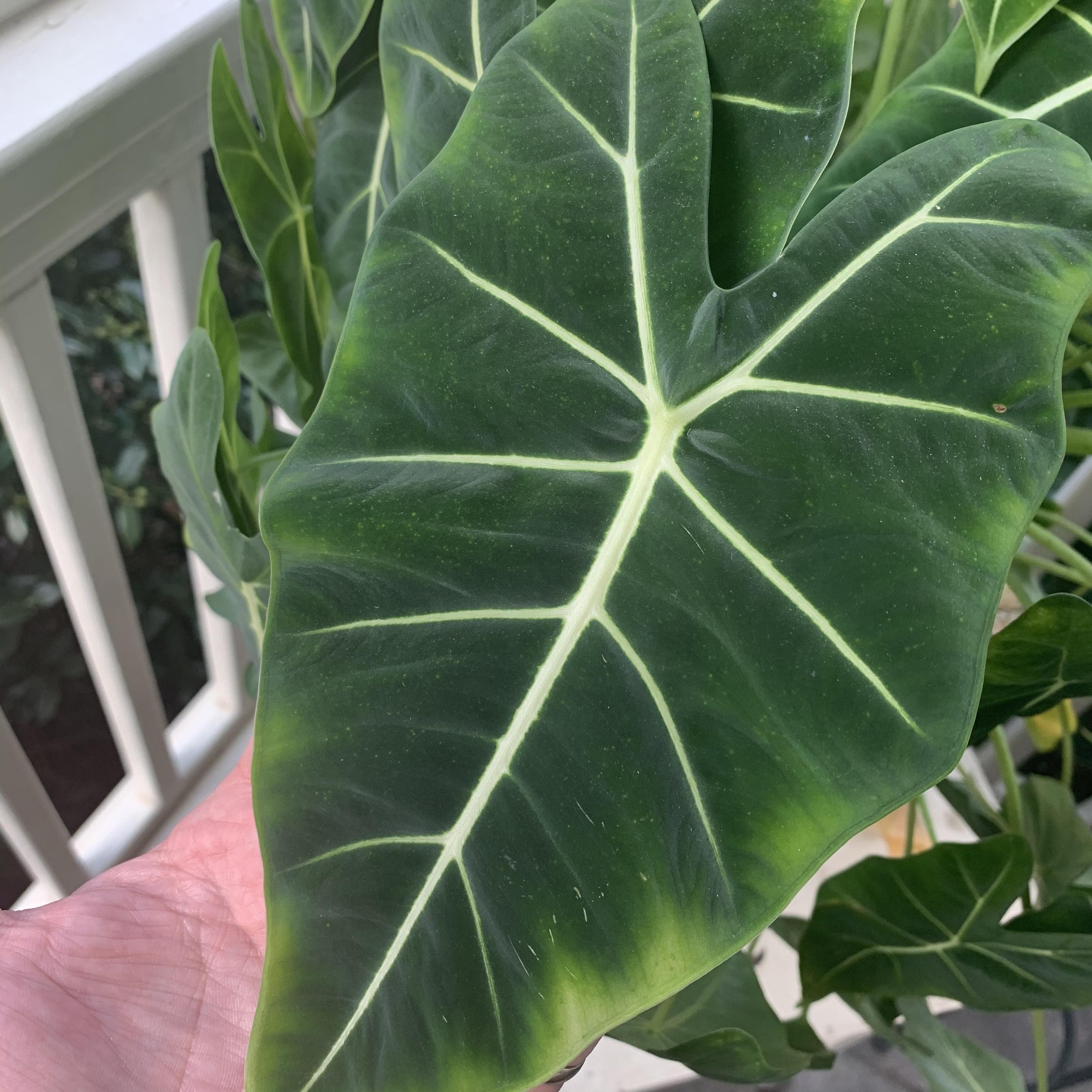 alocasia,  cách chăm sóc alocasia,  phòng và trị bệnh cho alocasia ảnh 4 alocasia,  cach cham soc alocasia,  phong va tri benh cho alocasia anh 4