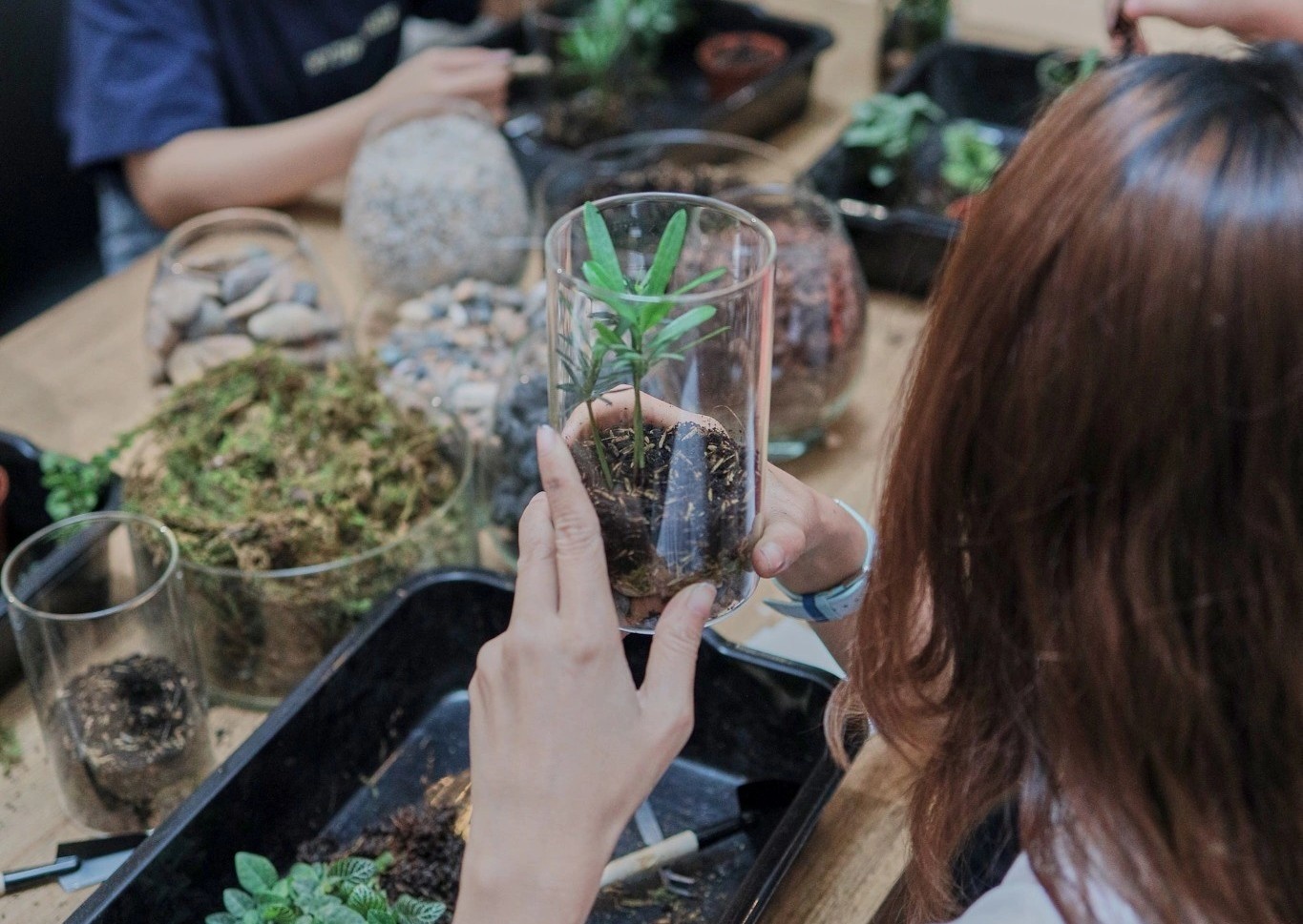 Cuoi tuan di hoi cho mua xuan va trong terrarium hinh anh
