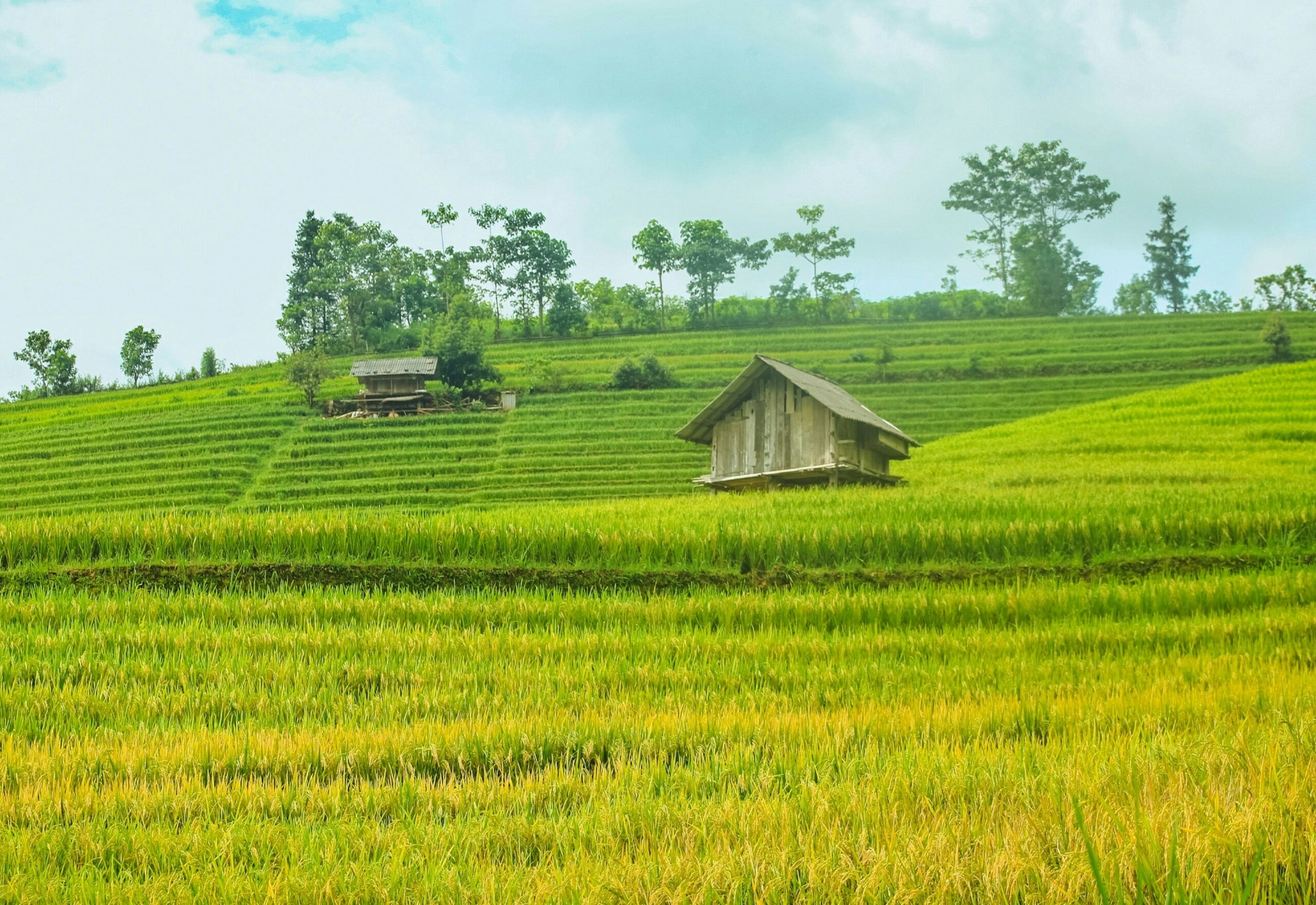 mùa lúa chín,  lúa chín miền Bắc  ảnh 1 mua lua chin,  lua chin mien Bac anh 1