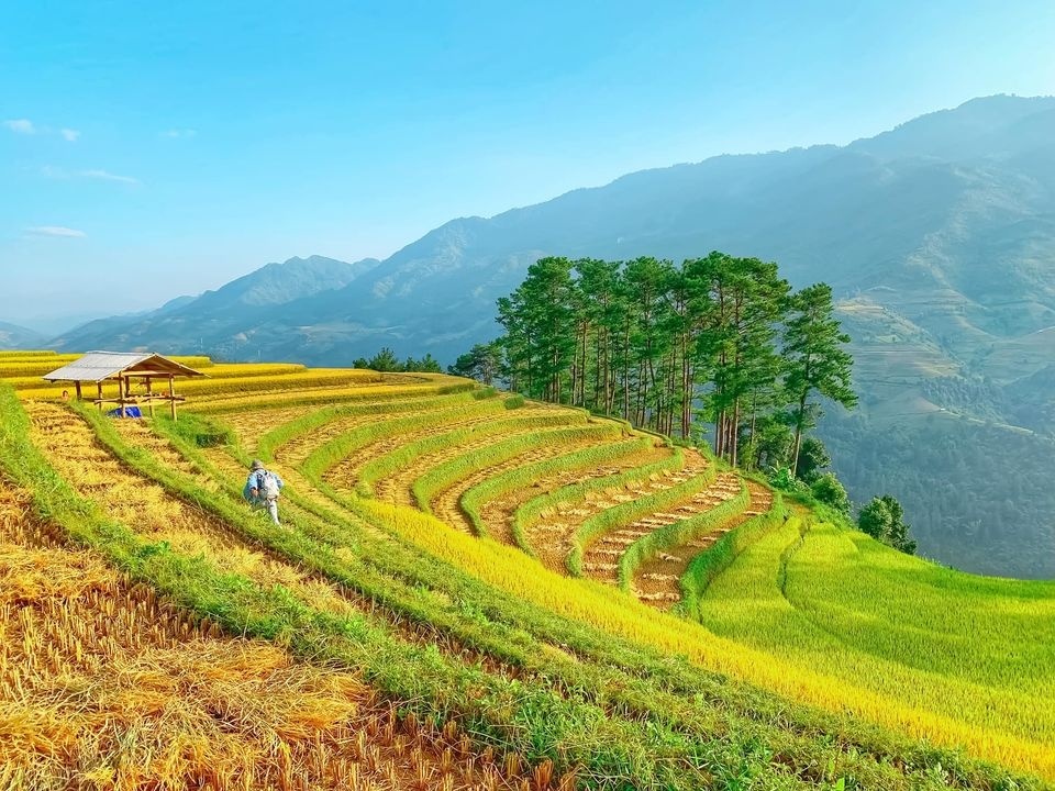 bay dù lượn,  mùa lúa chín ảnh 1 bay du luon,  mua lua chin anh 1