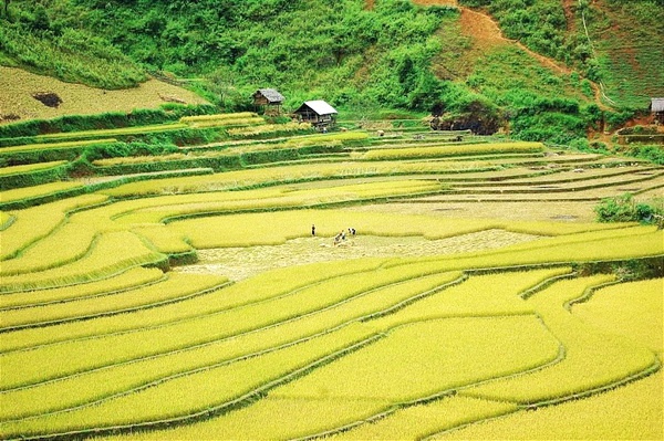 bay dù lượn,  mùa lúa chín ảnh 3 bay du luon,  mua lua chin anh 3