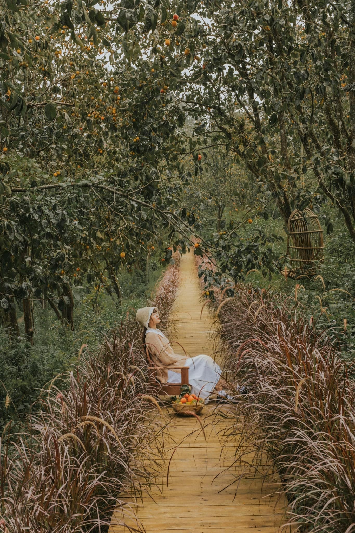 mua hong chin,  hong da lat,  du lich da lat anh 2