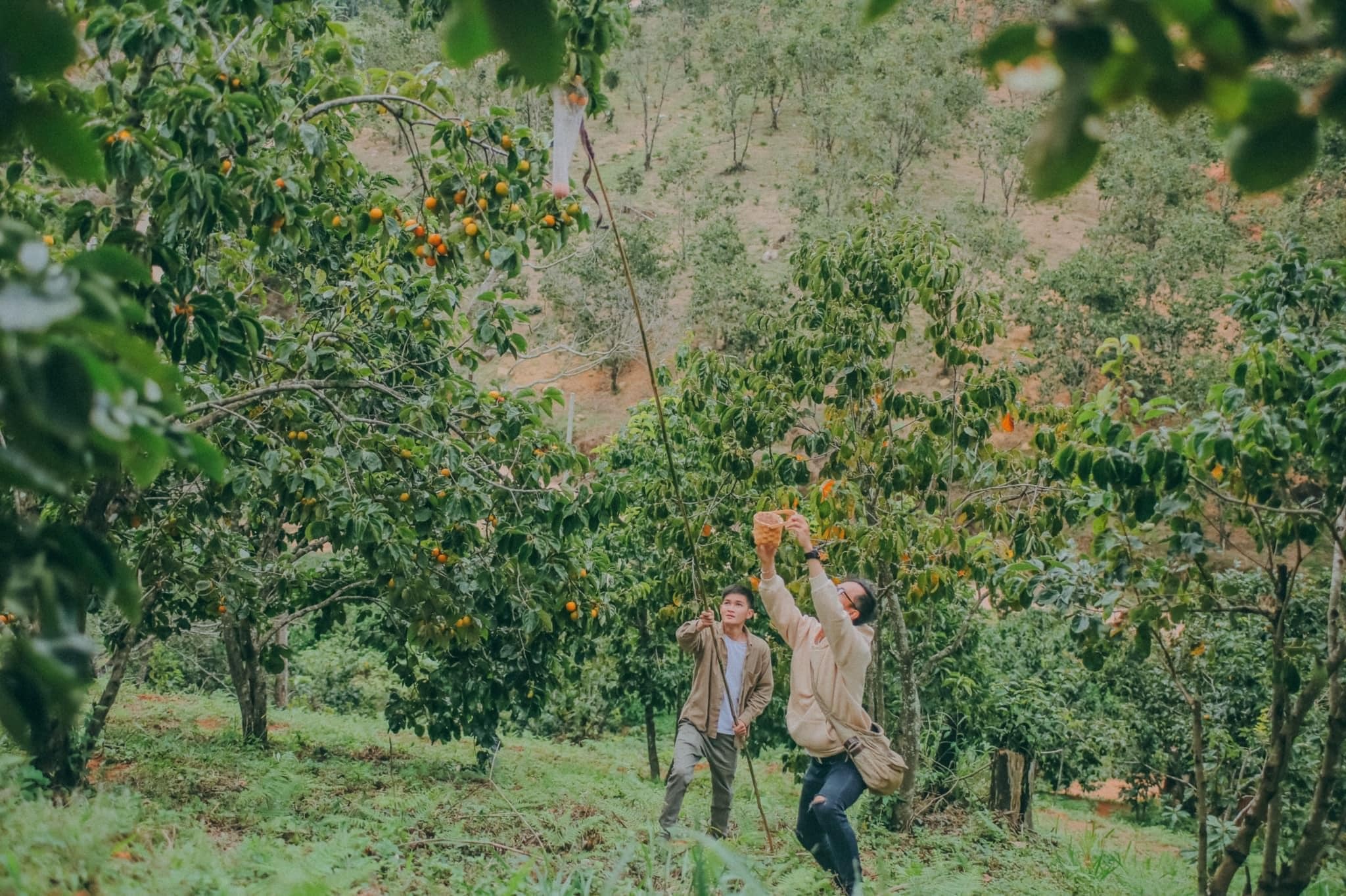 mua hong chin,  hong da lat,  du lich da lat anh 1