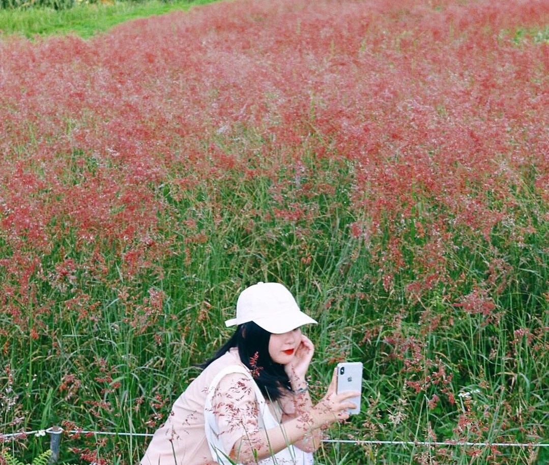 du lich Da Lat,  hoa da quy,  hoa mai anh dao,  co hong anh 3