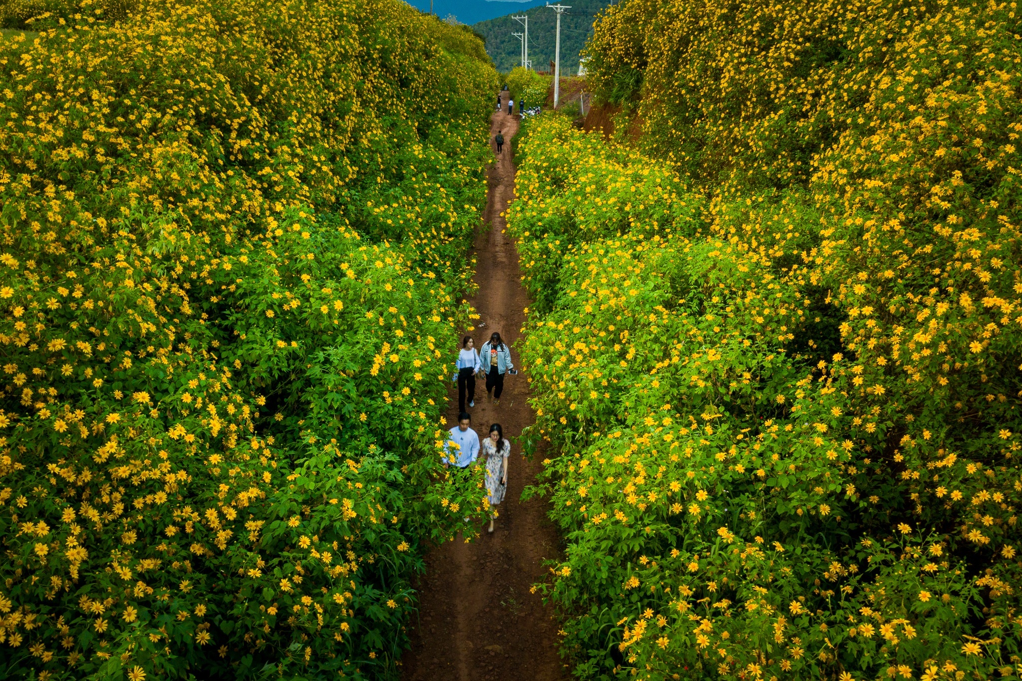 du lịch Đà Lạt,  kin nghiệm Đà Lạt,  Đà Lạt cuối năm ảnh 8 du lich Da Lat,  kin nghiem Da Lat,  Da Lat cuoi nam anh 8