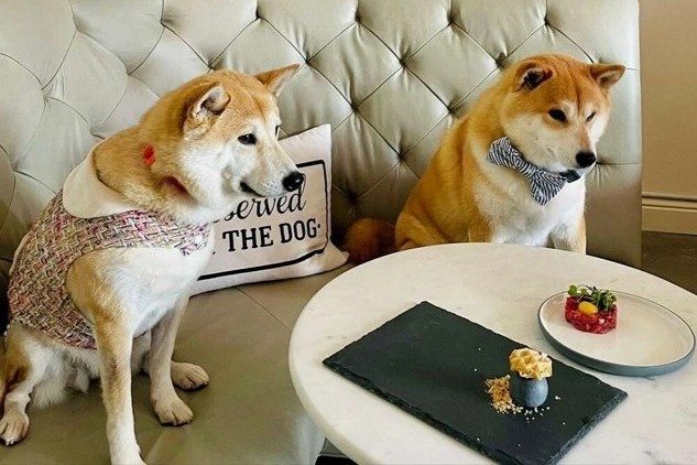 Nha hang fine dining danh cho cho hinh anh