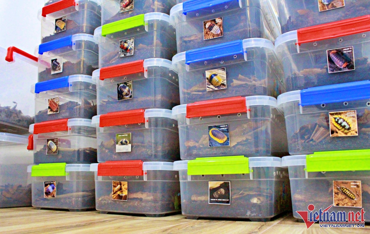 Nuôi Isopoda ảnh 3 Nuoi Isopoda anh 3