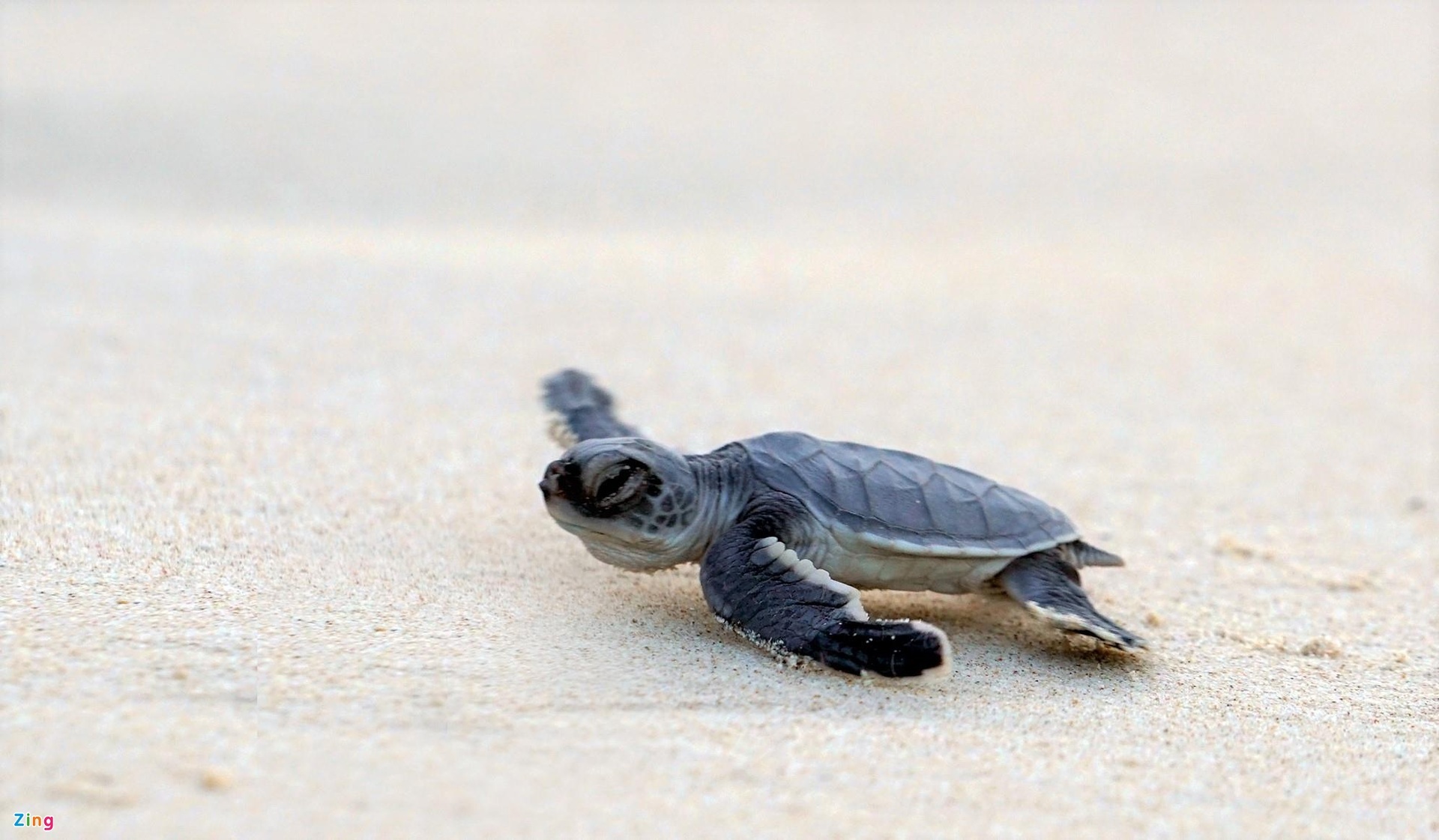 Den Con Dao xem rua de trung hinh anh