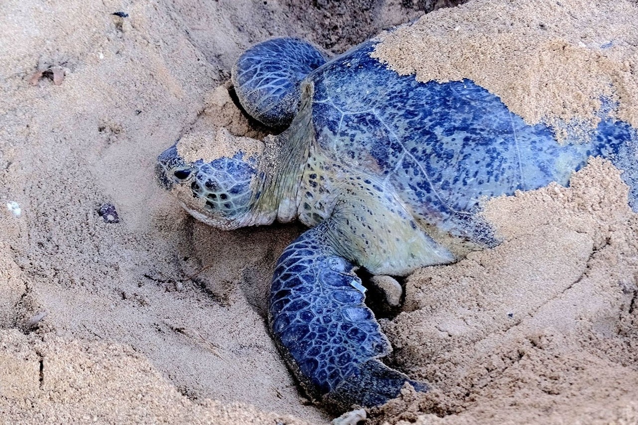 rua de trung,  rua Con Dao,  du lich Con Dao anh 3