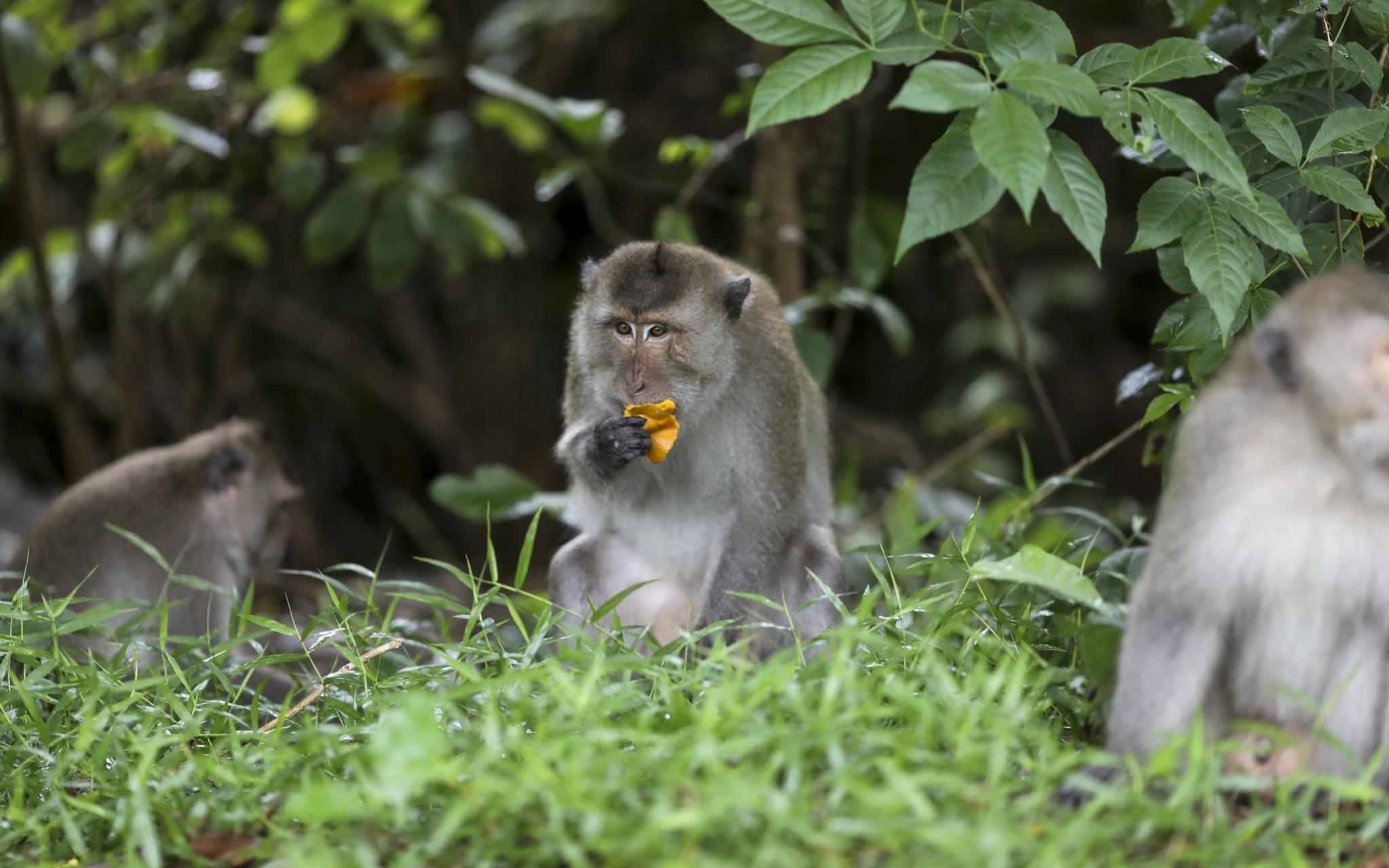 du lich con dao,  thien nhien con dao,  kham pha con dao anh 14