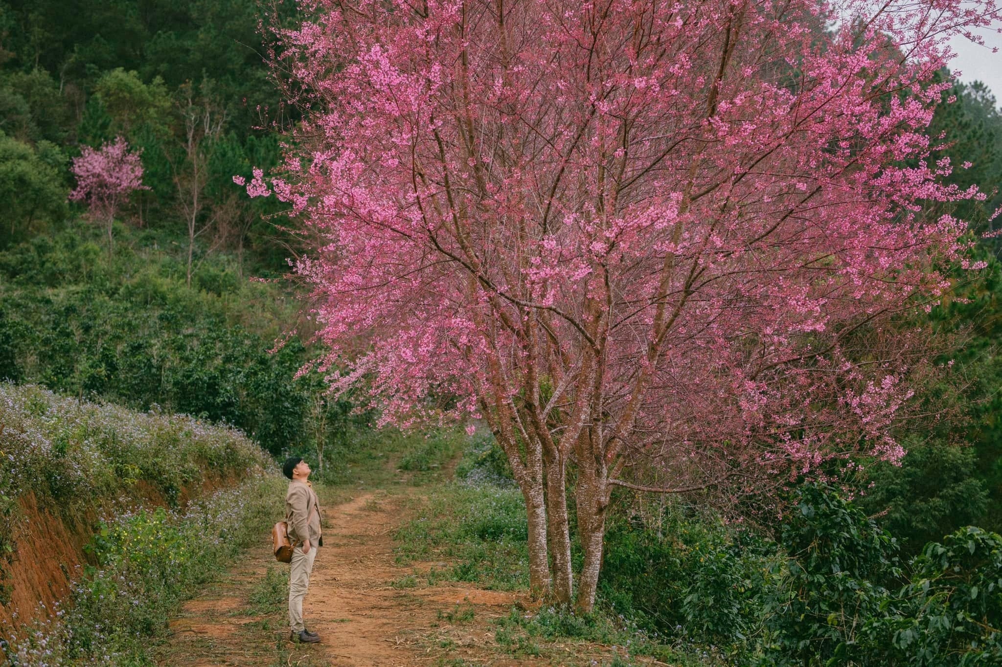 Nhieu homestay, khach san o Da Lat con phong dip Tet hinh anh