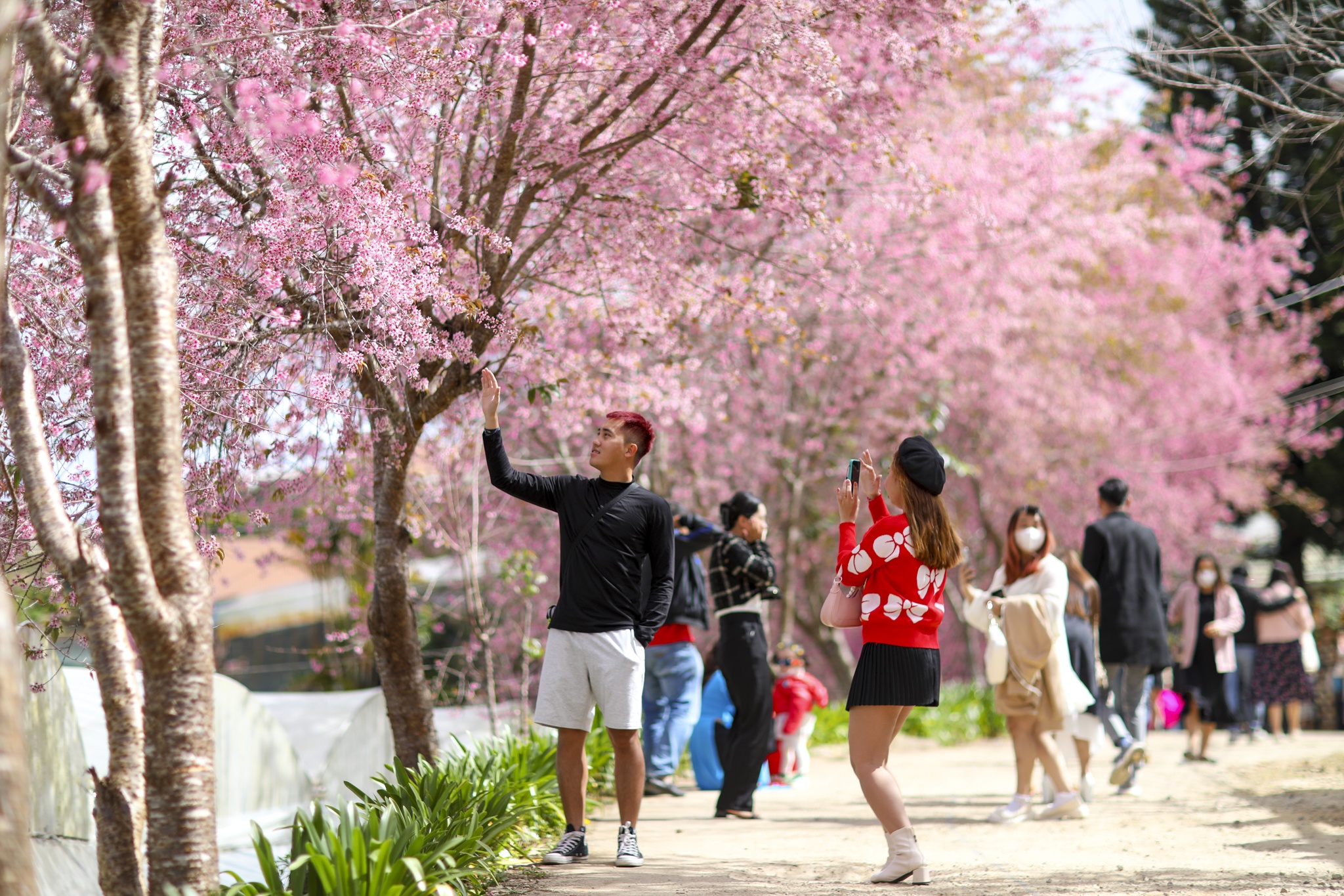 mua mai anh dao,  duong mai anh dao,  hoa mai anh dao,  tet quy mao 2023,  du lich da lat anh 25