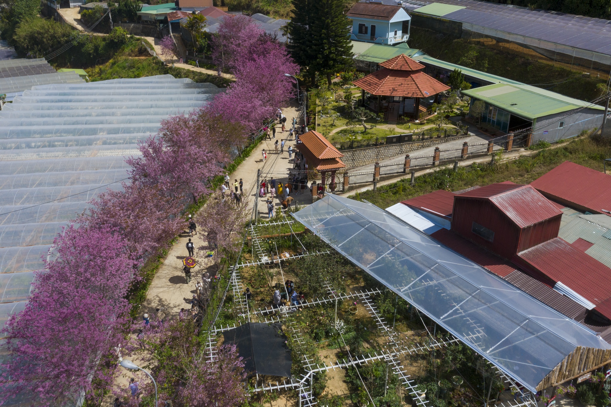 mua mai anh dao,  duong mai anh dao,  hoa mai anh dao,  tet quy mao 2023,  du lich da lat anh 1