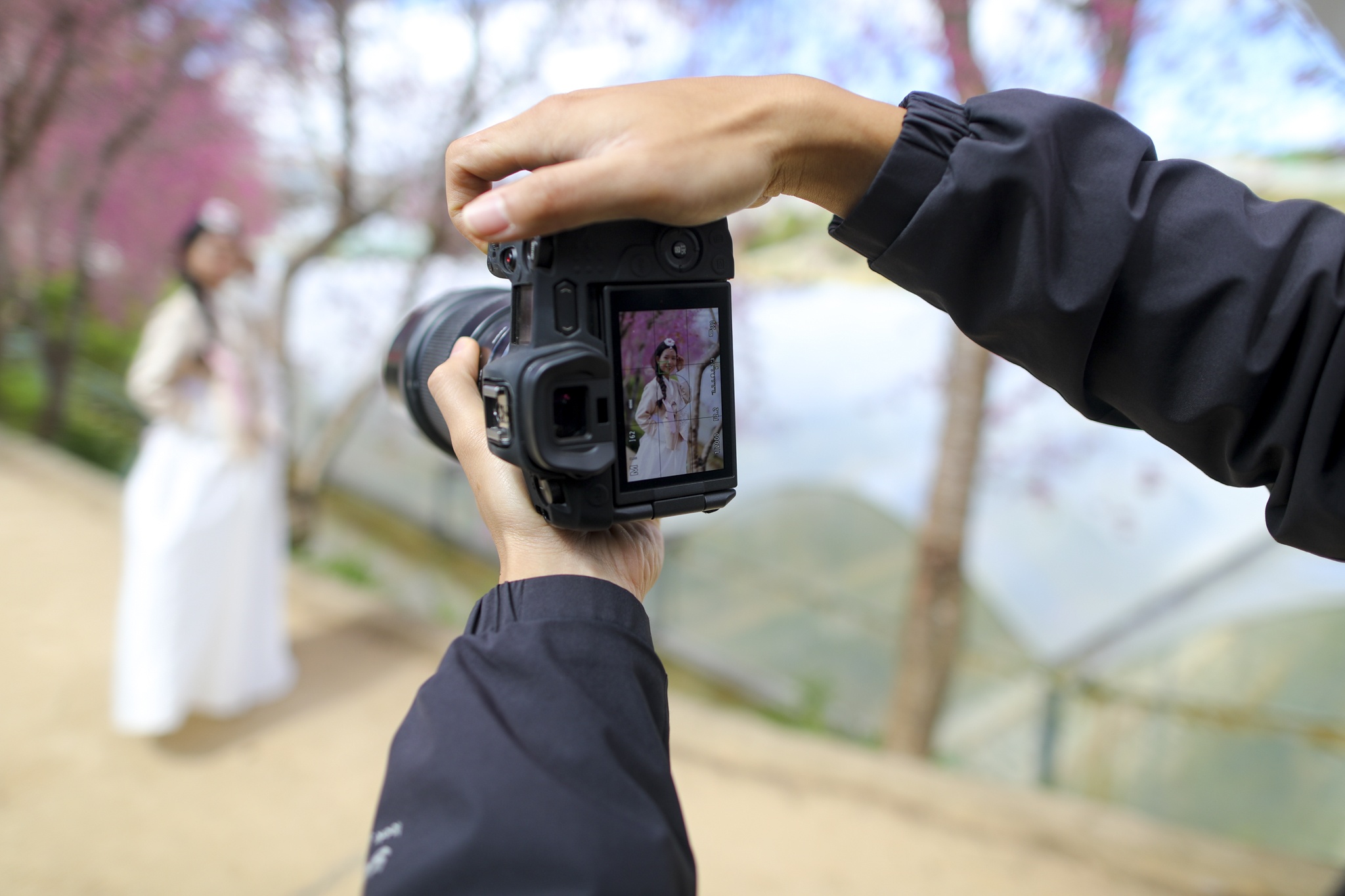 mua mai anh dao,  duong mai anh dao,  hoa mai anh dao,  tet quy mao 2023,  du lich da lat anh 26