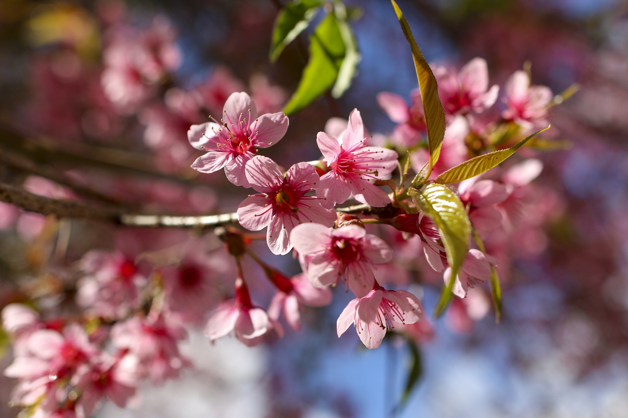mua mai anh dao,  duong mai anh dao,  hoa mai anh dao,  tet quy mao 2023,  du lich da lat anh 9