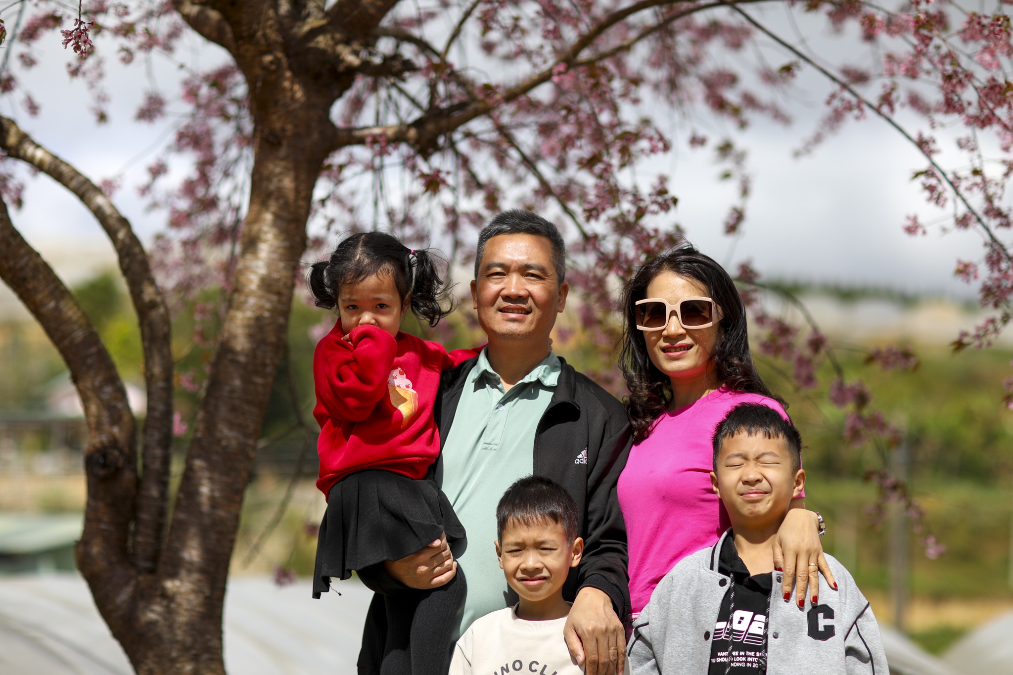 mua mai anh dao,  duong mai anh dao,  hoa mai anh dao,  tet quy mao 2023,  du lich da lat anh 21