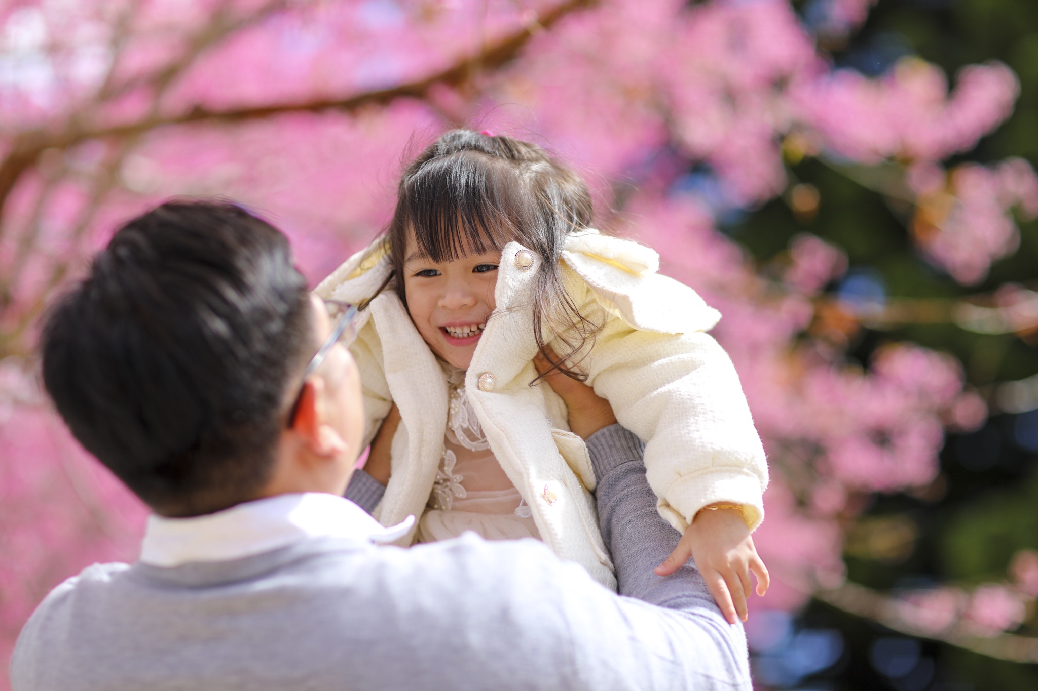 mua mai anh dao,  duong mai anh dao,  hoa mai anh dao,  tet quy mao 2023,  du lich da lat anh 19