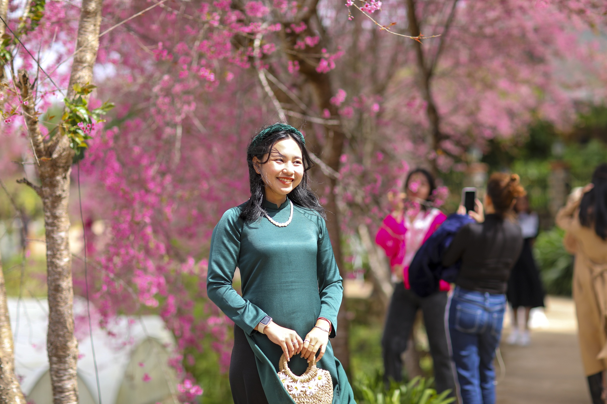 mua mai anh dao,  duong mai anh dao,  hoa mai anh dao,  tet quy mao 2023,  du lich da lat anh 18