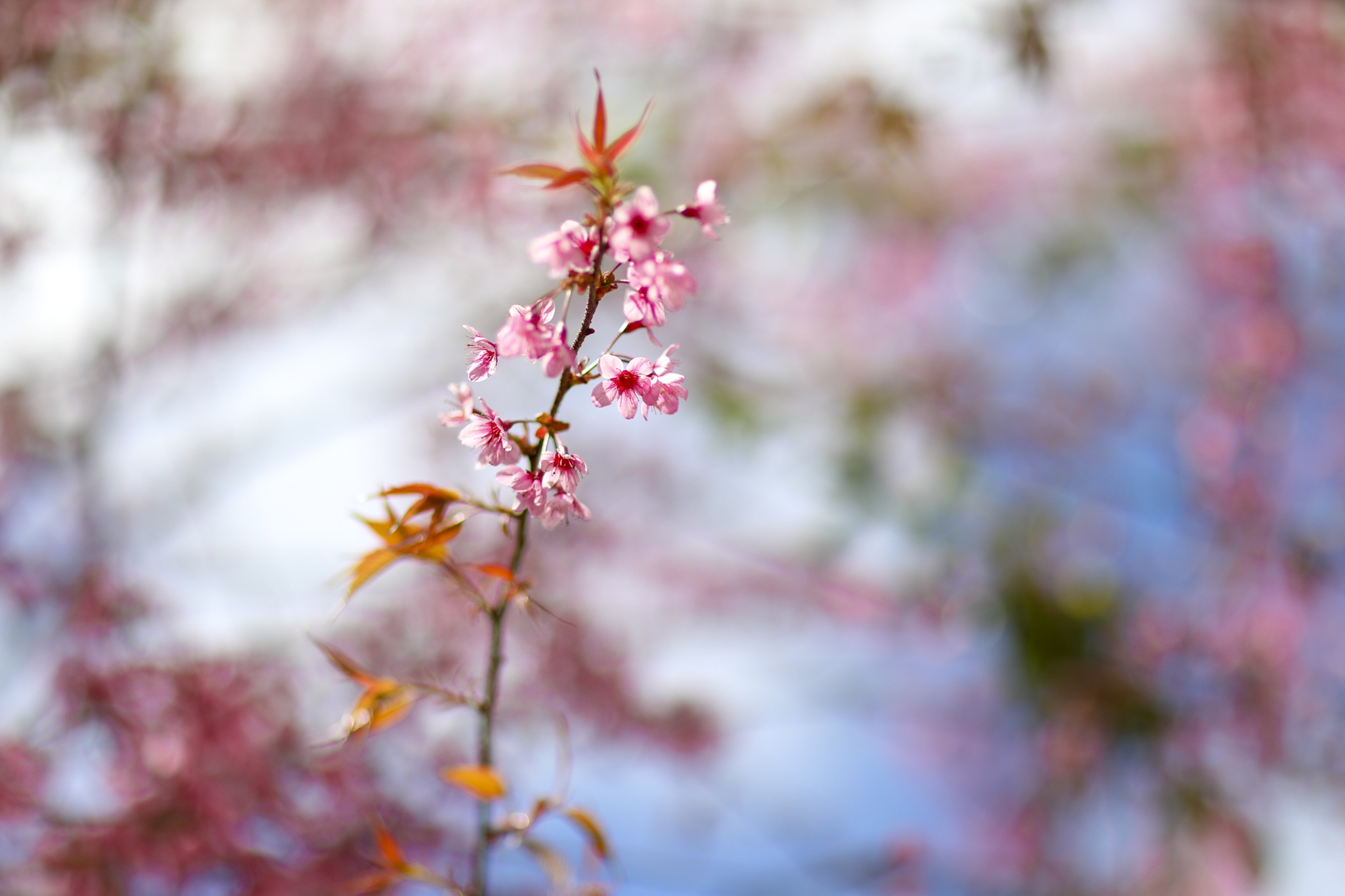 mua mai anh dao,  duong mai anh dao,  hoa mai anh dao,  tet quy mao 2023,  du lich da lat anh 8