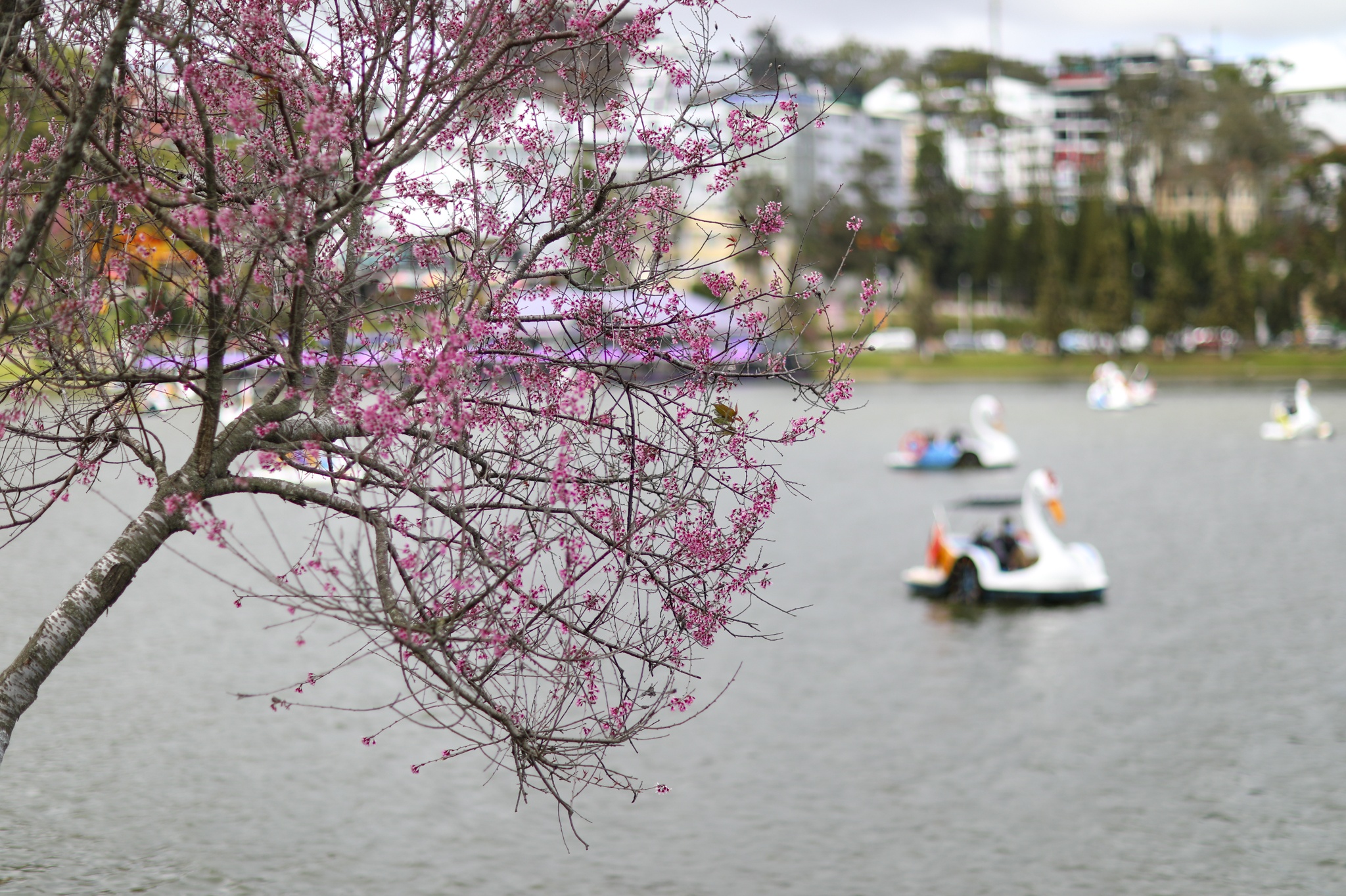 mua mai anh dao,  duong mai anh dao,  hoa mai anh dao,  tet quy mao 2023,  du lich da lat anh 7