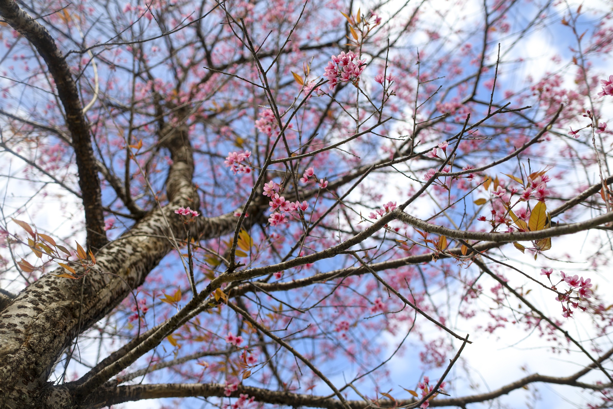 mua mai anh dao,  duong mai anh dao,  hoa mai anh dao,  tet quy mao 2023,  du lich da lat anh 4