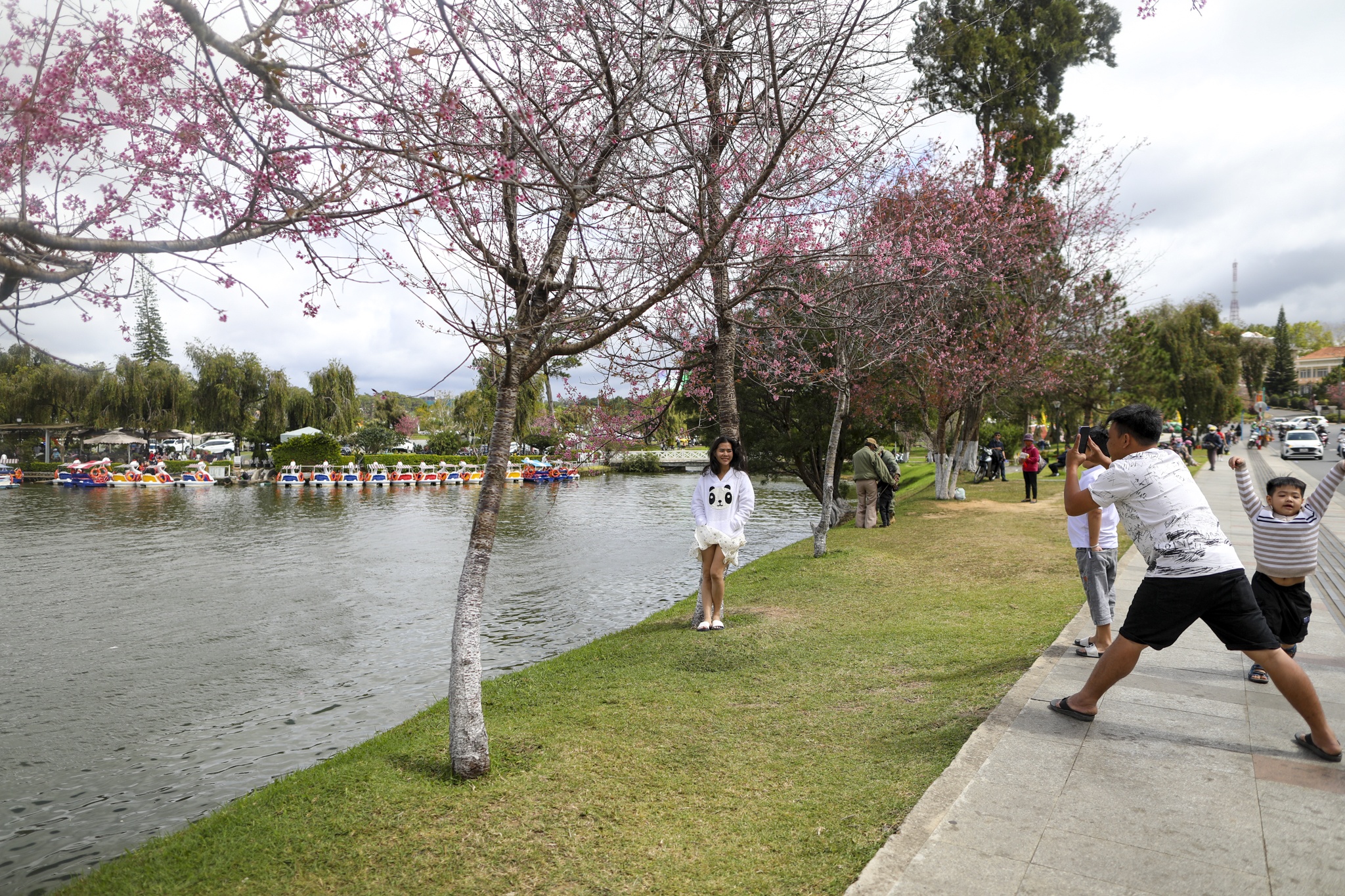 mua mai anh dao,  duong mai anh dao,  hoa mai anh dao,  tet quy mao 2023,  du lich da lat anh 12