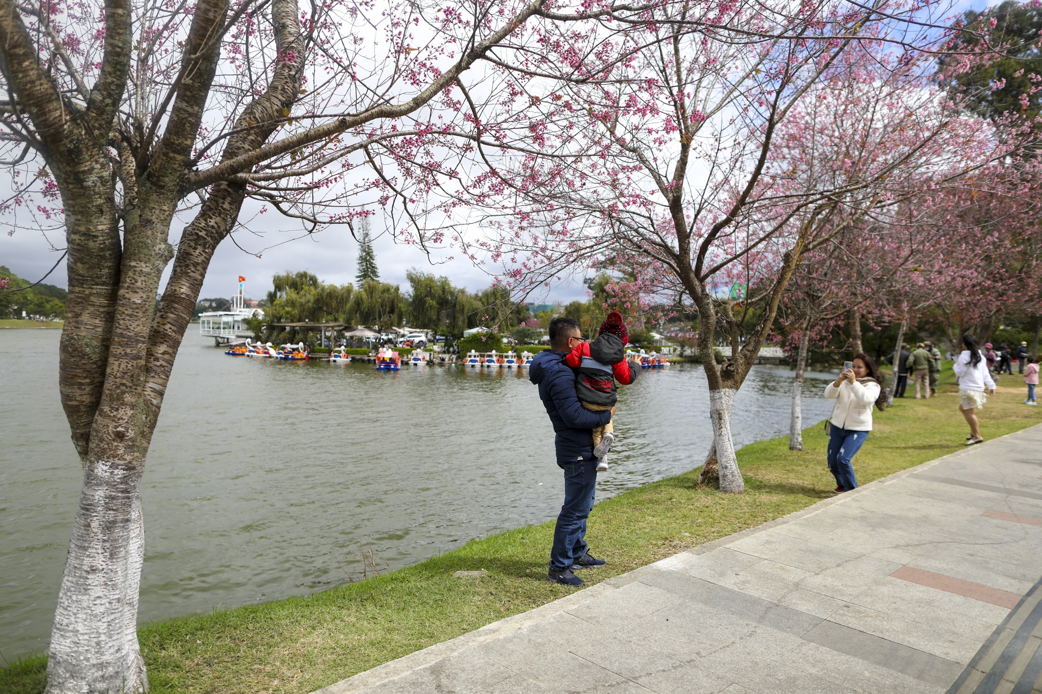 mua mai anh dao,  duong mai anh dao,  hoa mai anh dao,  tet quy mao 2023,  du lich da lat anh 14
