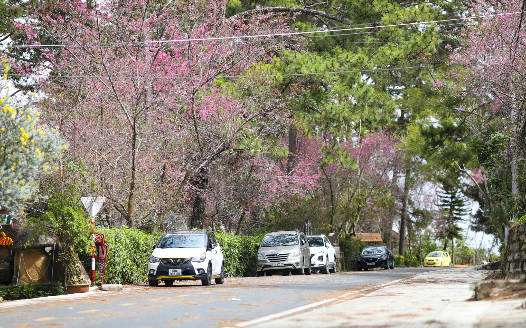 mua mai anh dao,  duong mai anh dao,  hoa mai anh dao,  tet quy mao 2023,  du lich da lat anh 2
