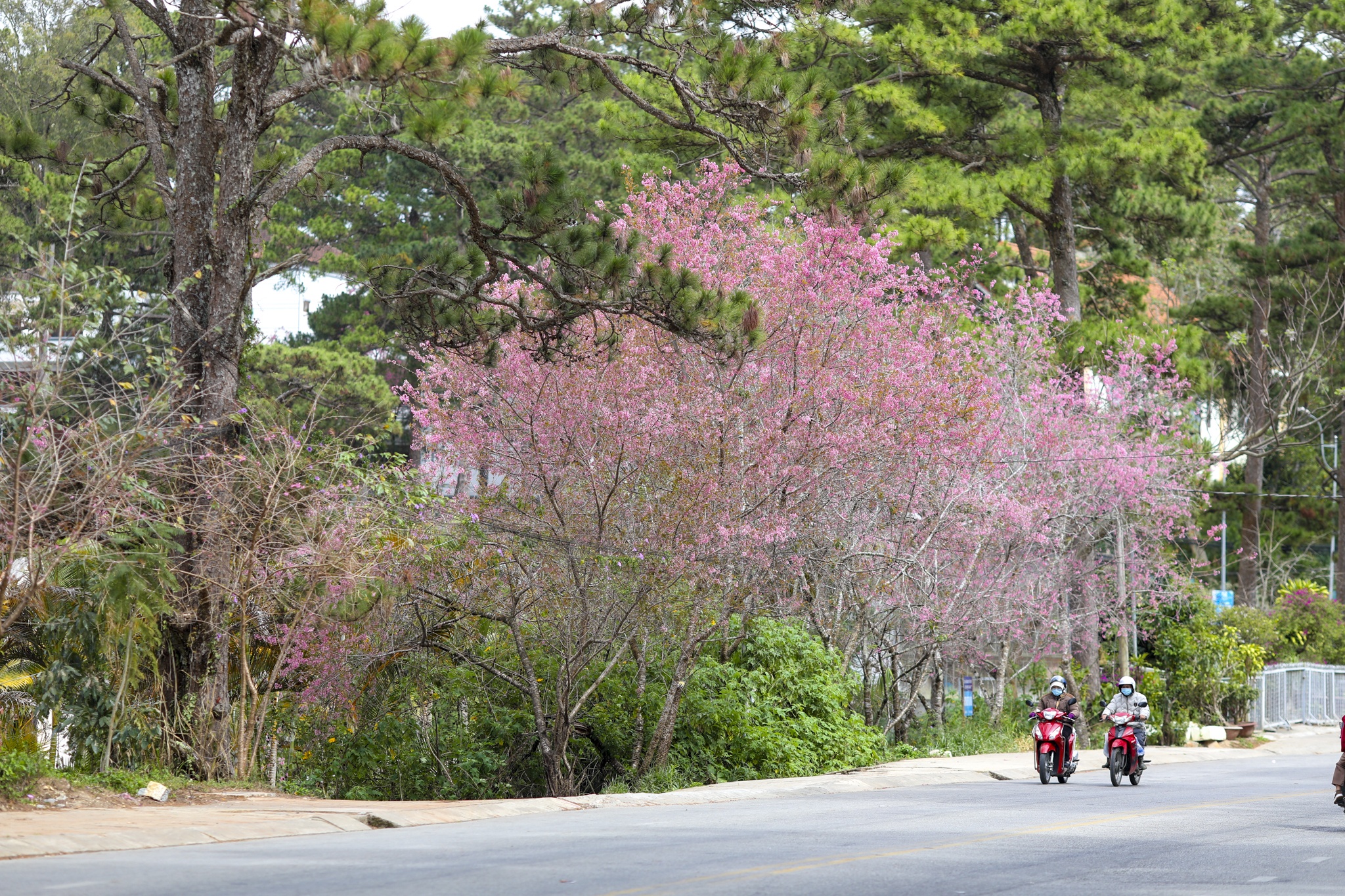 mua mai anh dao,  duong mai anh dao,  hoa mai anh dao,  tet quy mao 2023,  du lich da lat anh 3