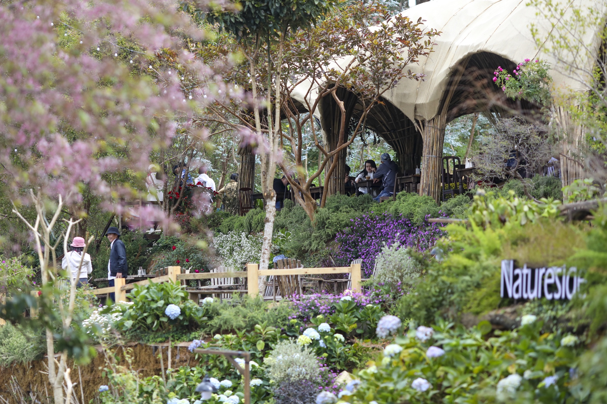 mua mai anh dao,  duong mai anh dao,  hoa mai anh dao,  tet quy mao 2023,  du lich da lat anh 11