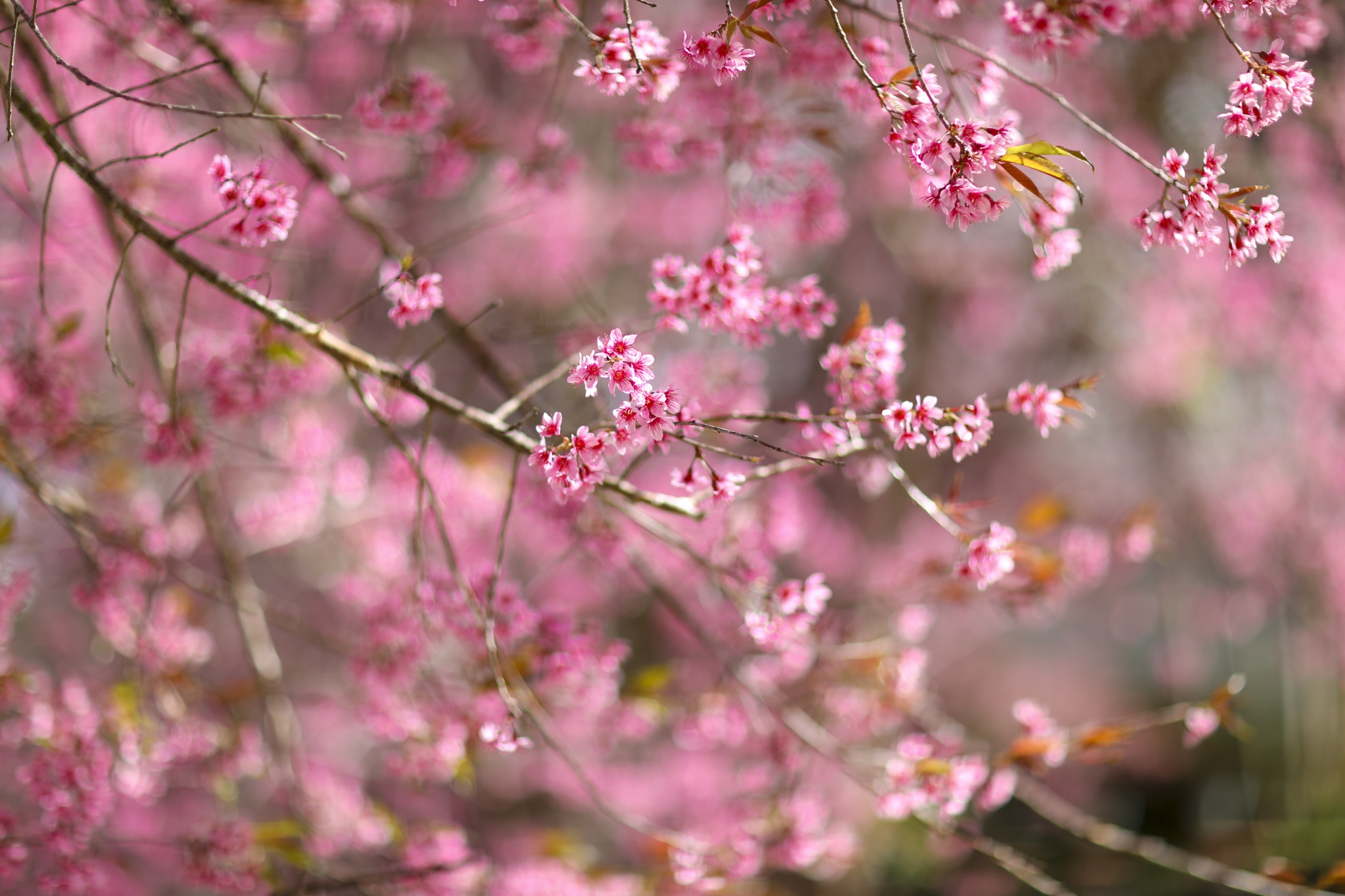 mua mai anh dao,  duong mai anh dao,  hoa mai anh dao,  tet quy mao 2023,  du lich da lat anh 10