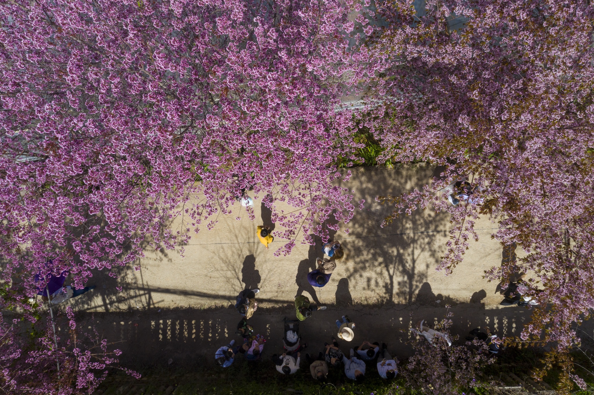 mua mai anh dao,  duong mai anh dao,  hoa mai anh dao,  tet quy mao 2023,  du lich da lat anh 6