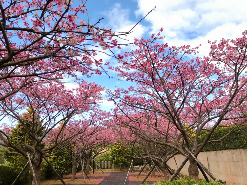 du lich dai loan,  san hoa anh dao,  ngam hoa anh dao,  dia diem du lich anh 1