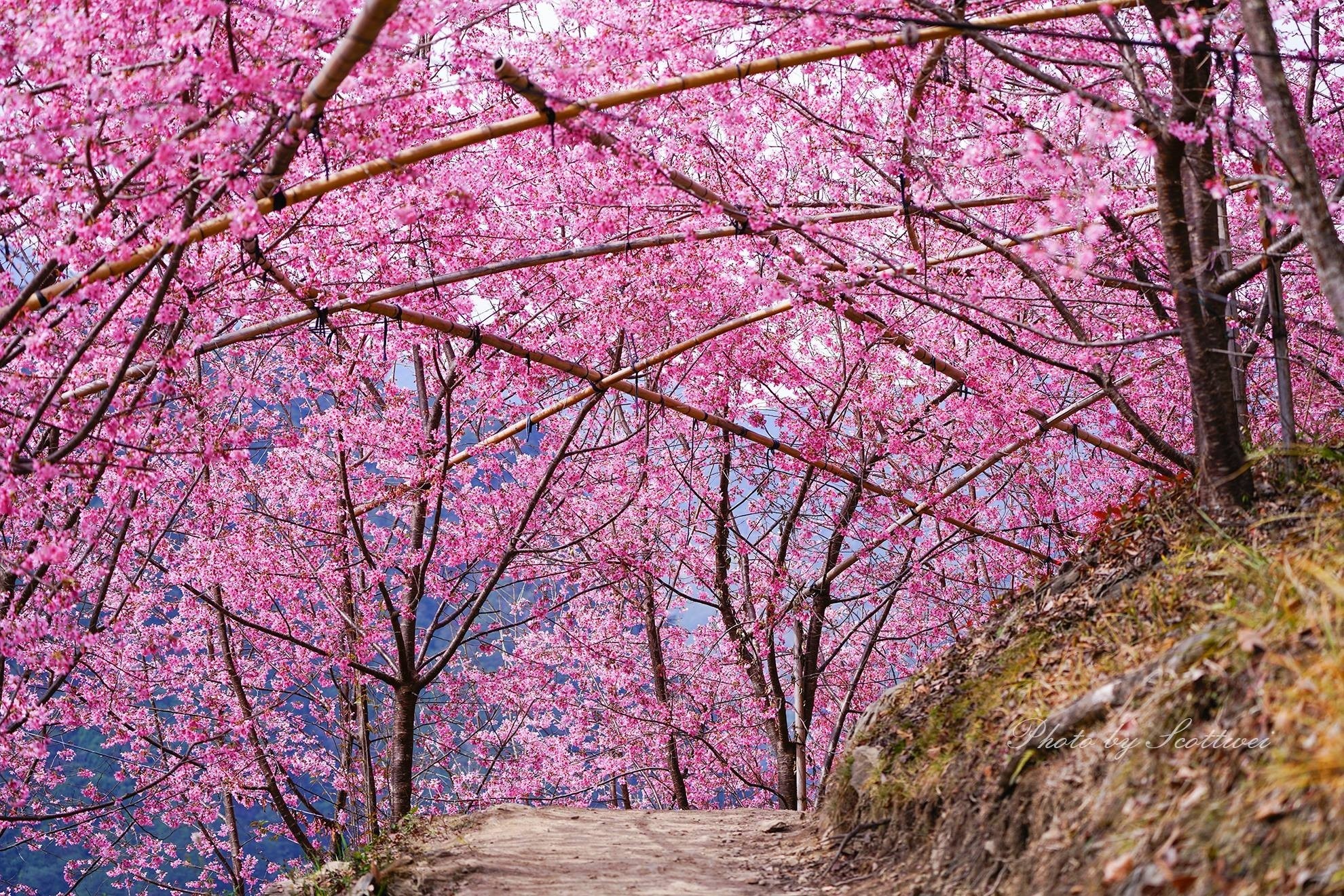 du lich dai loan,  san hoa anh dao,  ngam hoa anh dao,  dia diem du lich anh 5