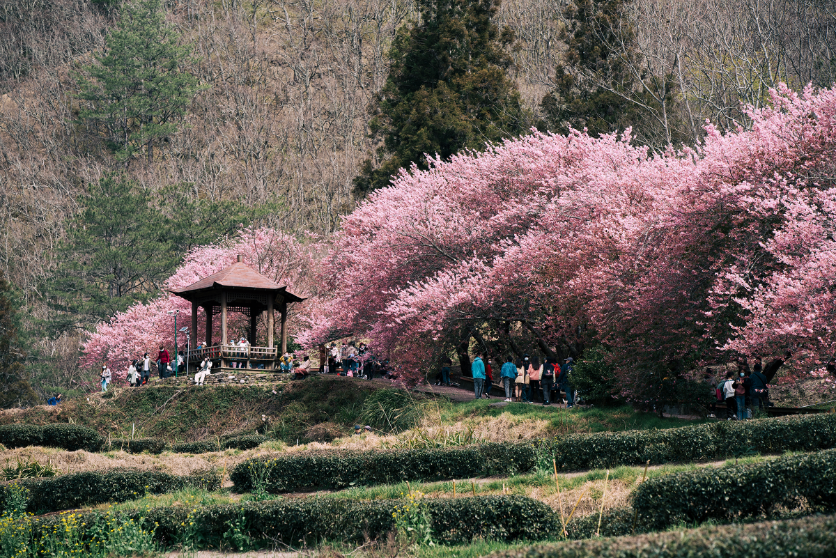du lich dai loan,  san hoa anh dao,  ngam hoa anh dao,  dia diem du lich anh 4