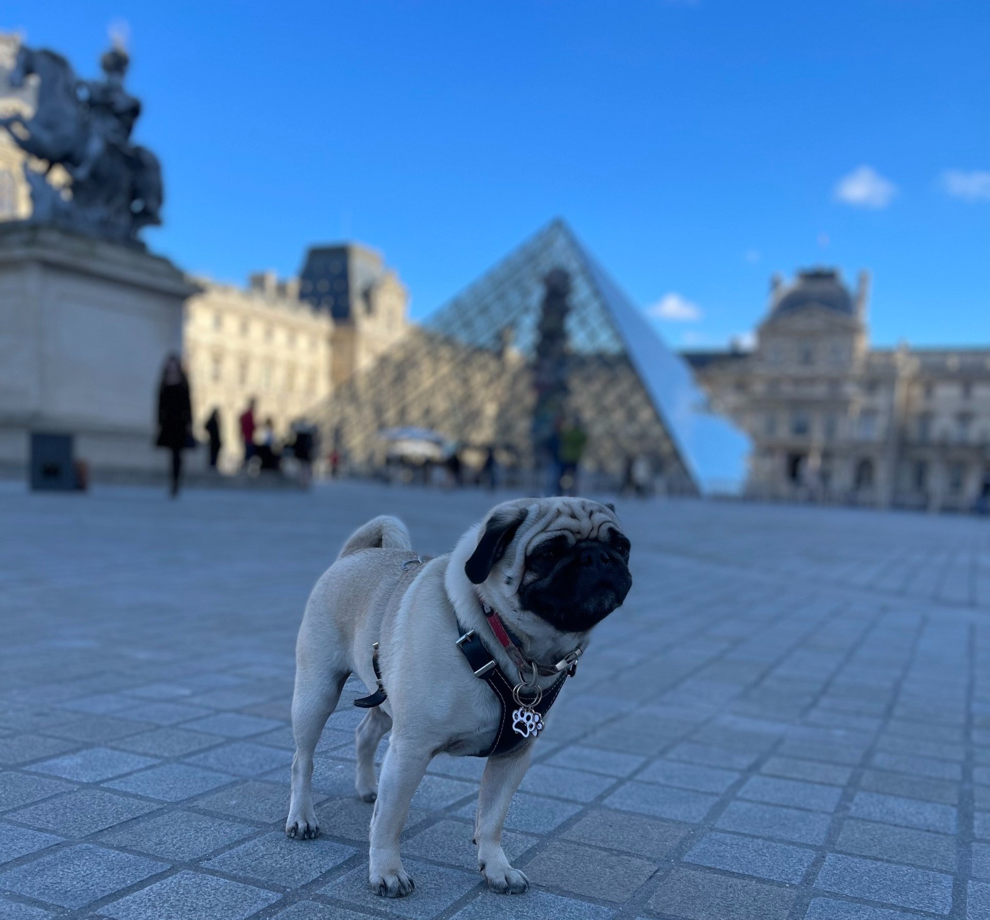 kinh nghiệm du lịch, du lịch châu âu, du lịch thú cưng ảnh 8 kinh nghiem du lich, du lich chau au, du lich thu cung anh 8