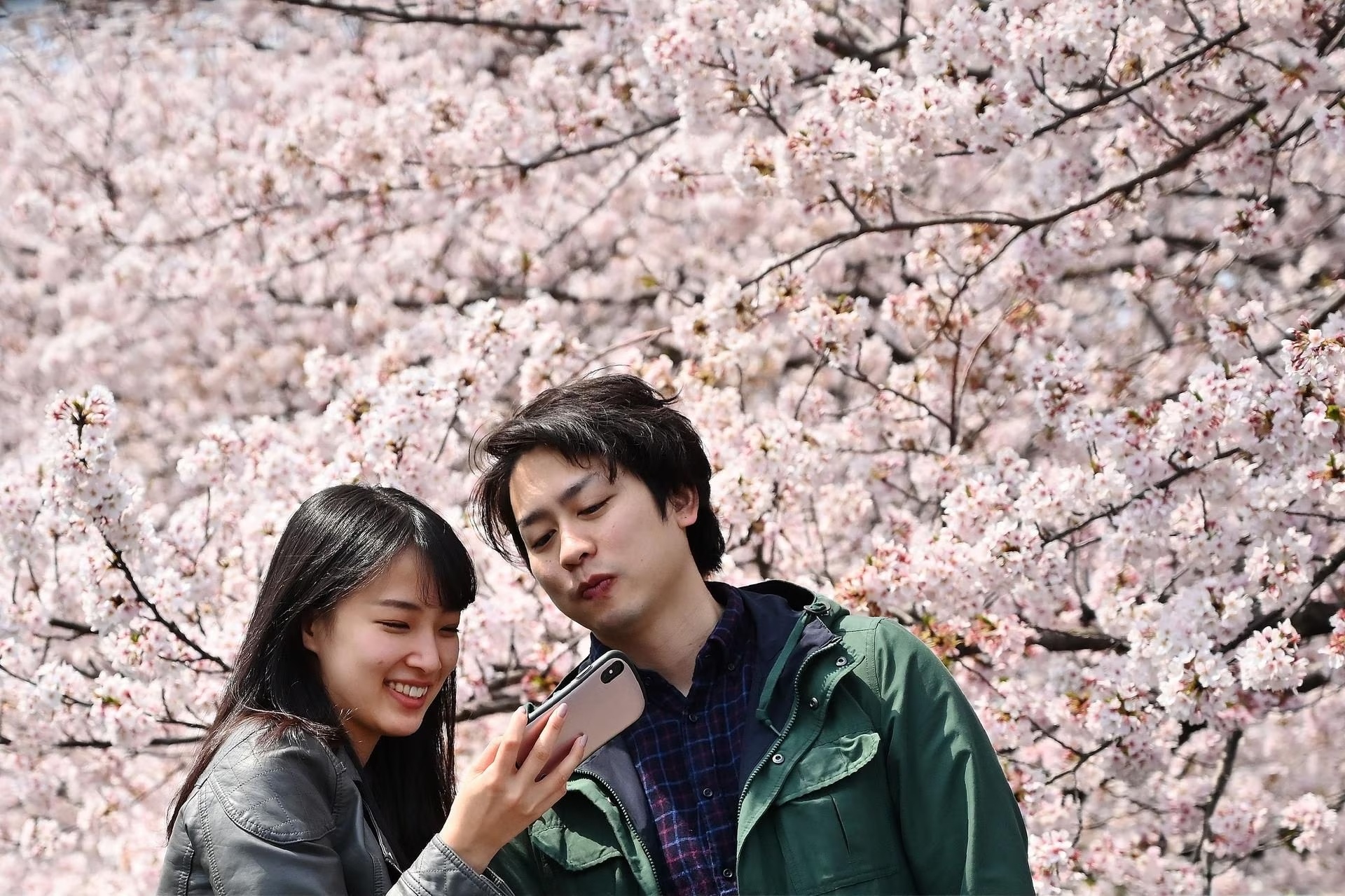 du lich nhat ban,  mua hoa anh dao,  du khach ngam hoa anh 1