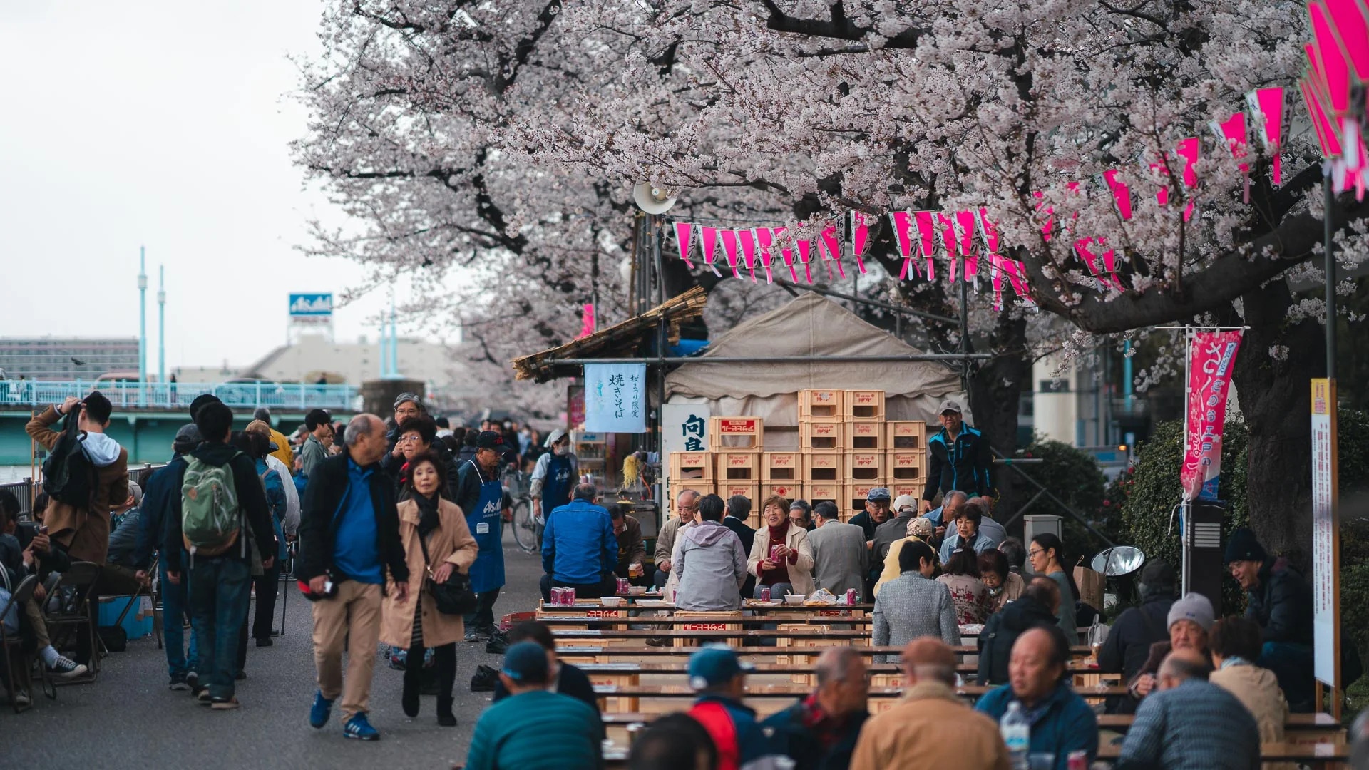 du lich nhat ban,  mua hoa anh dao,  du khach ngam hoa anh 2