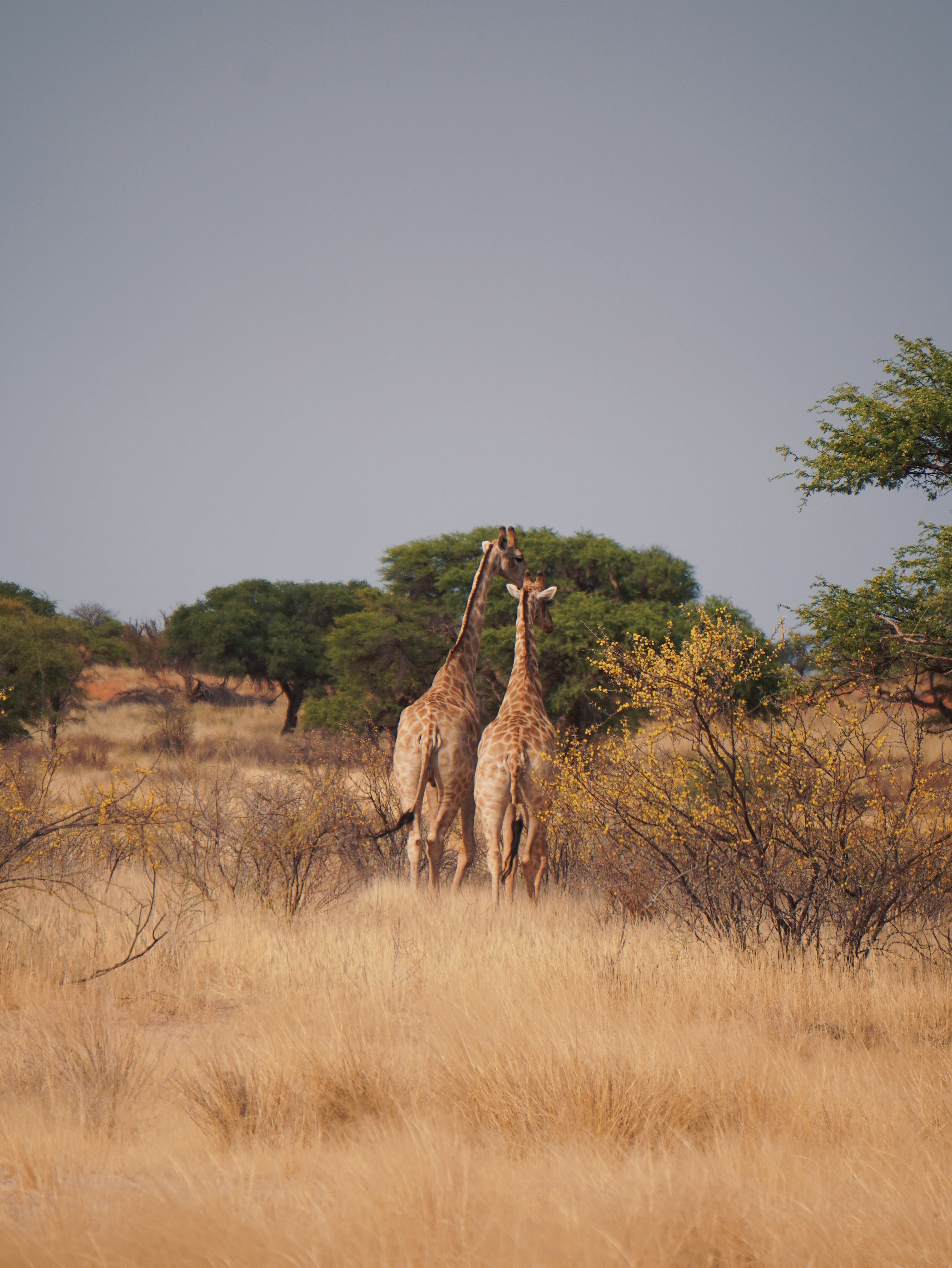 du lich chau phi,  kinh nghiem du lich,  du lich namibia,  roadtrip chau phi,  sa mac chau phi anh 8