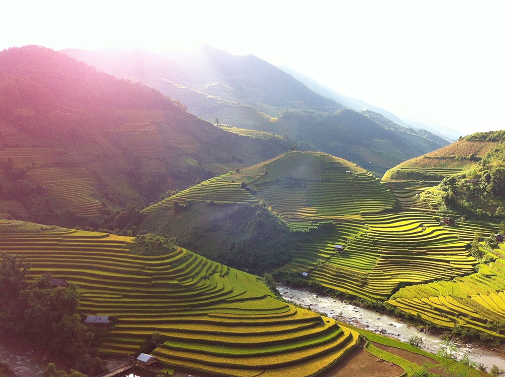 Nắng thu ngọt ngào cứ như mật ong rót lên những thửa ruộng đang vào độ chín