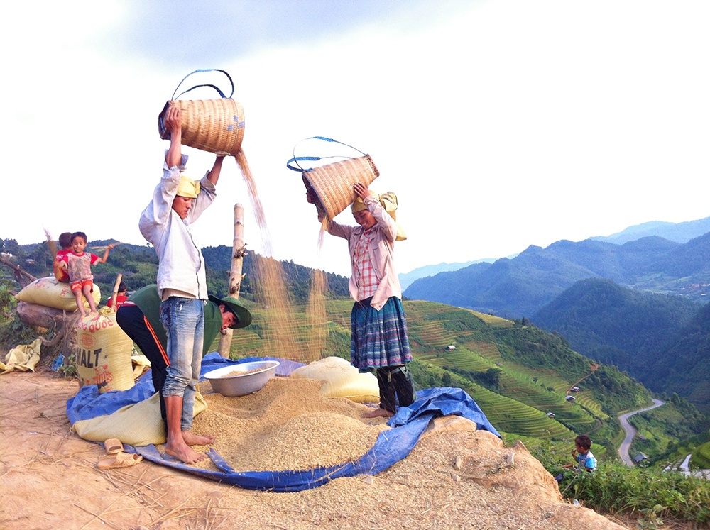 Những mẻ thóc đầu tiên được thu hoạch.