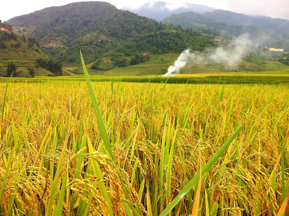 Những hạt vàng căng bóng báo hiệu thêm một mùa ấm no về với xứ Mù.
