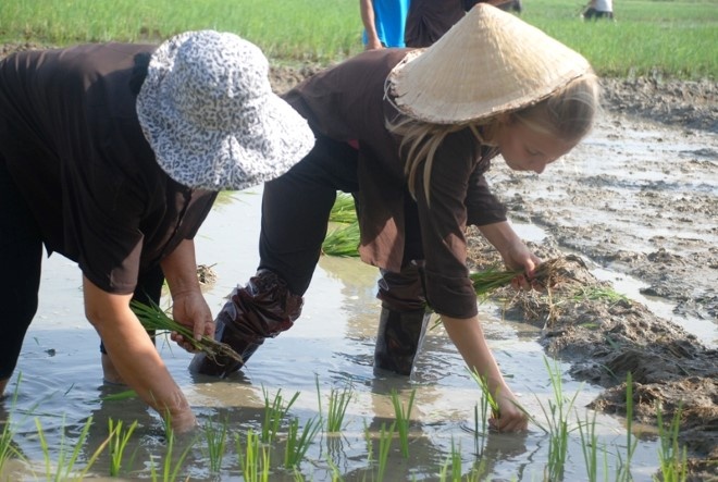 Cấy lúa. Ảnh thethaovanhoa