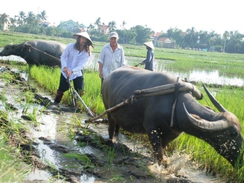 Du khách tây tập kéo cày trên ruộng. Ảnh Thethaovanhoa