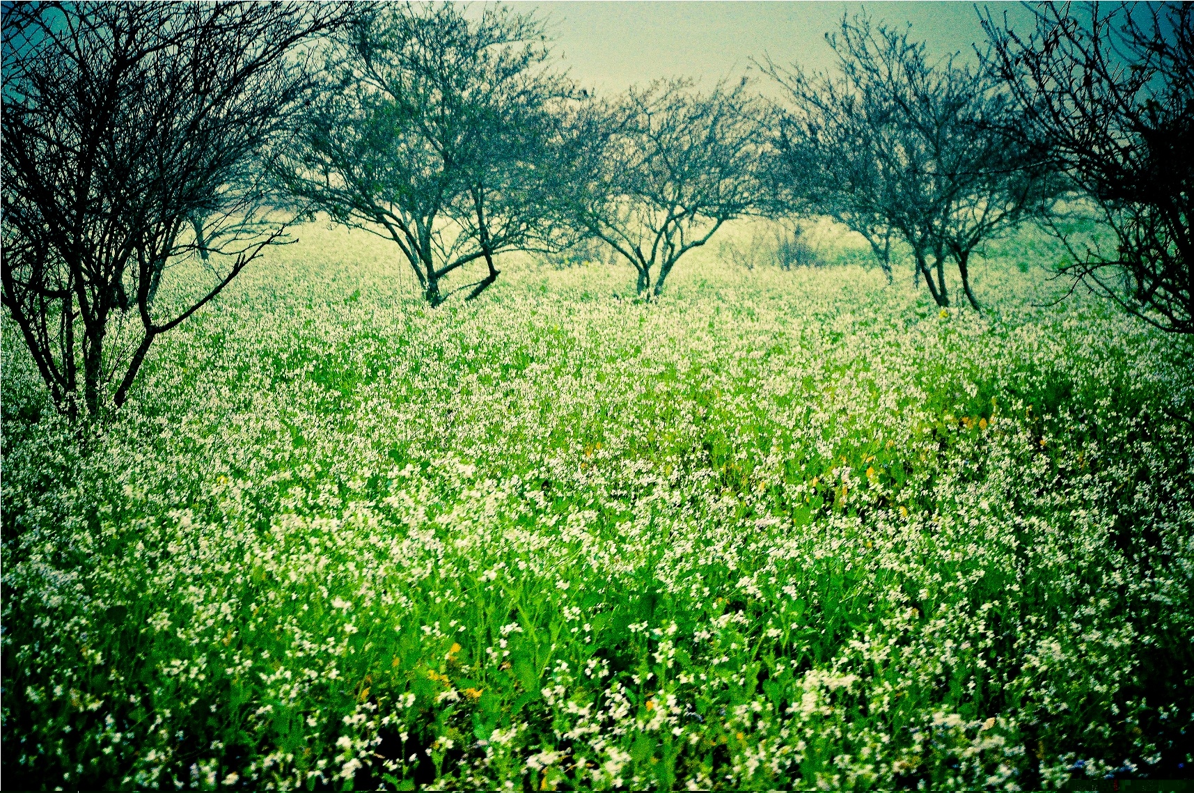 Hưởng ứng chiến dịch Người Việt Nam du lịch Việt Nam, công ty du lịch thiết kế nhiều tour nội địa hấp dẫn trong đó hoa cải trắng Mộc Châu là địa chỉ được quan tâm đầu tiên. Ảnh Vietravel