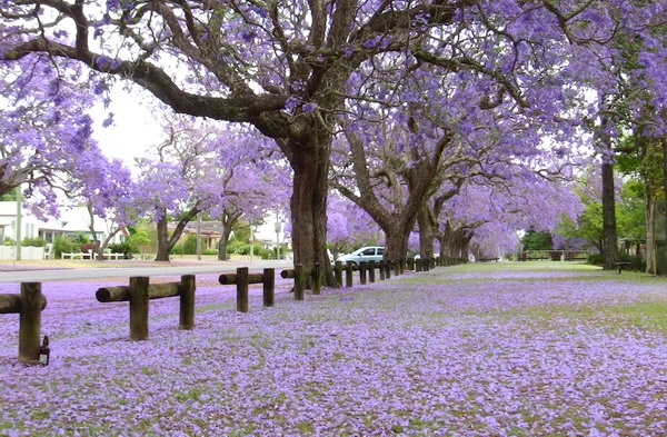 Nhung tour du lich chi de ngam hoa hinh anh