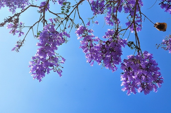 Phượng tím nở rộ trên đất Úc những ngày cuối thu