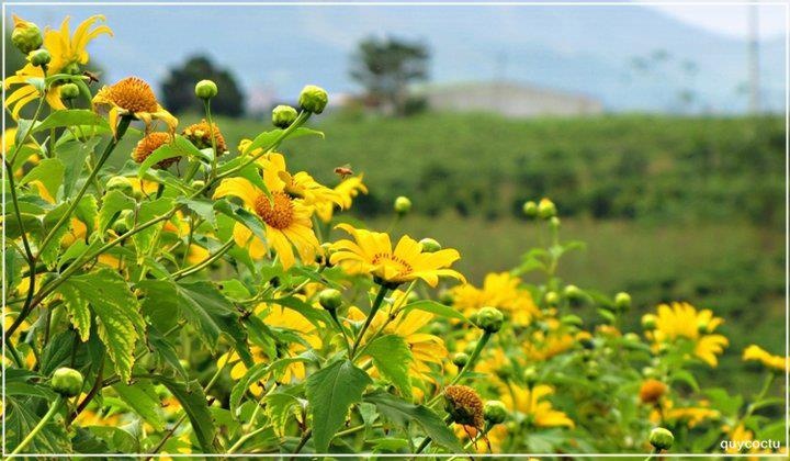 Sắc vàng rộ giữa núi rừng Tây Nguyên dù không ai trồng, không ai chăm bón, dà quỳ có sức lôi cuốn đặc biệt với du khách. Ảnh nguyenvinhblog