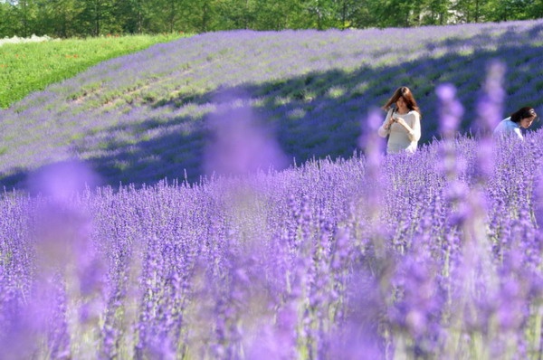 Furano cổ kính, nơi mà truyền thống cổ xưa vẫn tồn tại. Vì vậy bạn sẽ được thấy những ngôi làng nhỏ bé có hàng trăm năm tuổi, đẹp như tranh vẽ nằm trên sườn đồi, nối liền với những cánh đồng oải hương bên dưới đương vào vụ mùa. Ở đây, cảm giác nhịp sống hối hả, đông đúc của phố thị như ngưng lại, chỉ còn cuộc sống êm đềm, chậm rãi với thời gian.